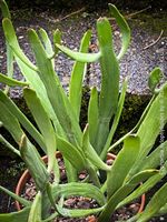 Euphorbia Xylophylloides - einzigartig aus Madagaskar