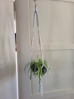 kleine Spider plant Pflanze + Topf + makrame Blumenampel