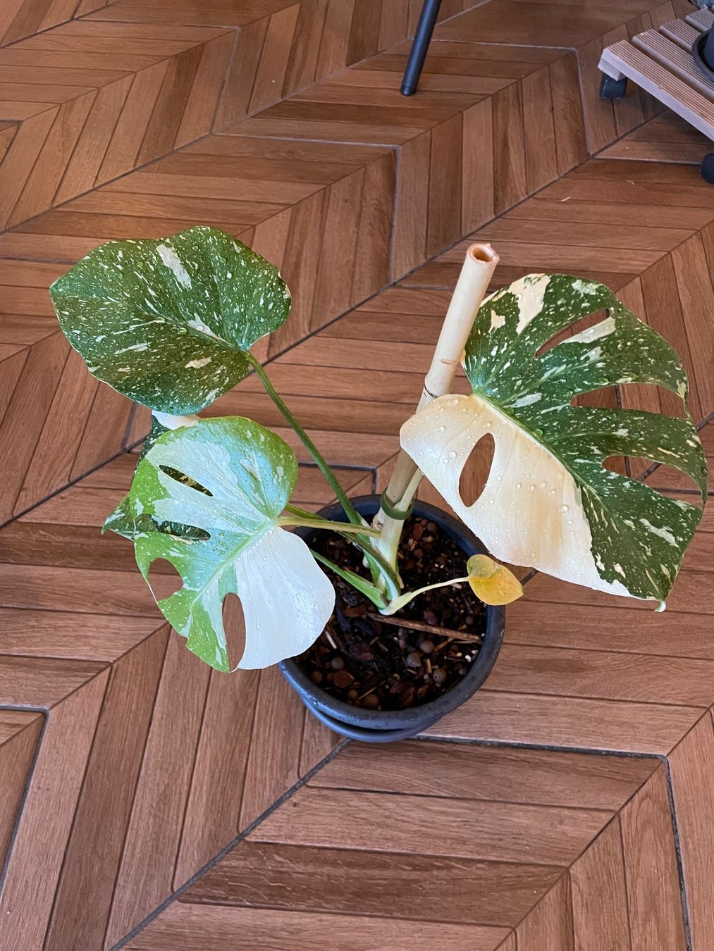 Pflanzen & Samen: Monstera Thai Constellation – Neu (gemäss Beschreibung) aus Steinhausen von CHANH-PHAP