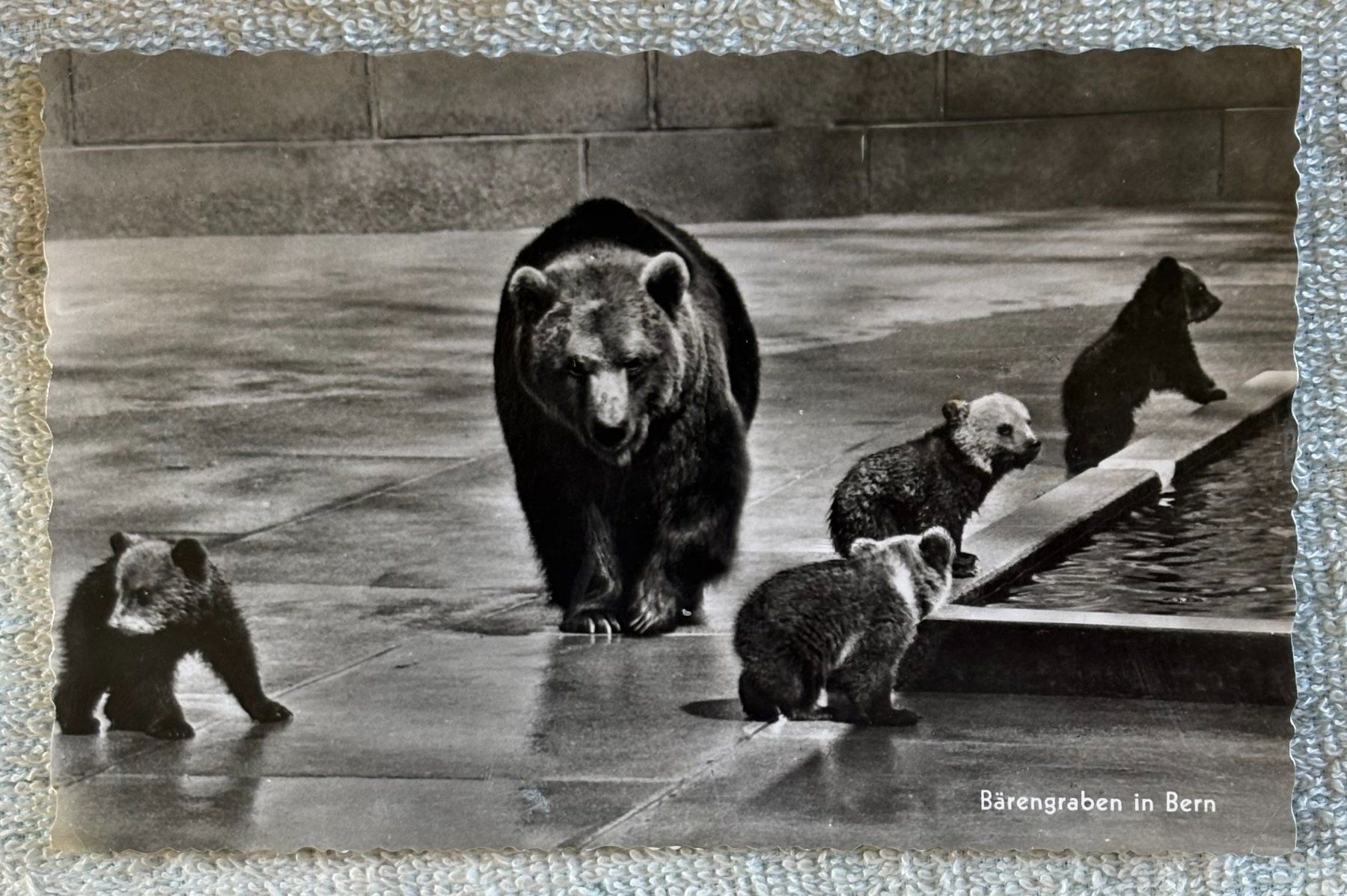 Ansichtskarten: ANSICHTSKATE BÄRENGRABEN BERN – Gebraucht aus Ostermundigen von Heavenmaus75