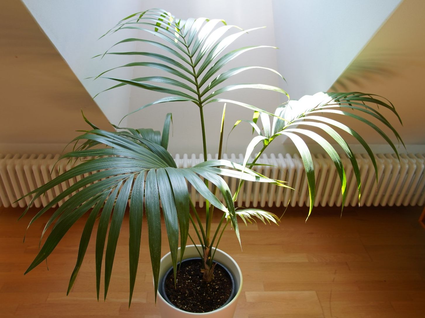 Pflanzen & Samen: Palme – Gebraucht aus Wil SG von froschbiss 2