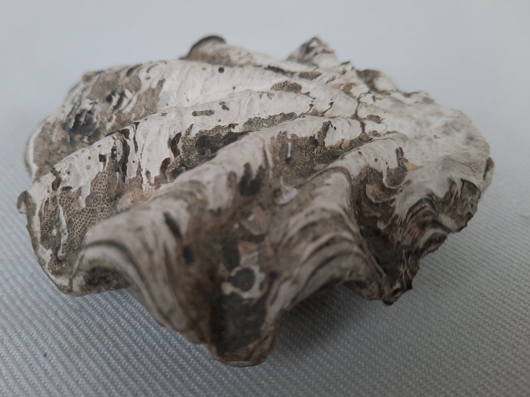 Fossili: Fossile Muscheln und Seeigelstacheln – Usato da Beinwil am See venduto da Restwert_Beinwil 5