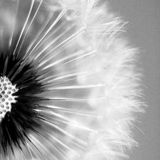 Profile image of Pusteblume1