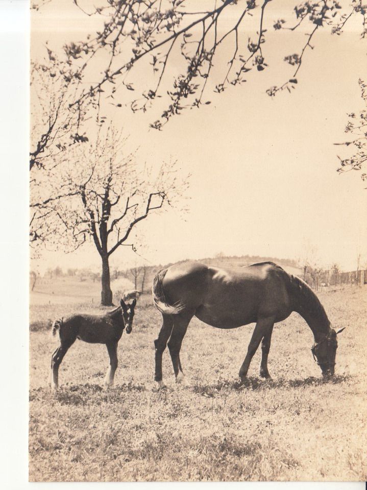 Cartoline postali: Pferde ca. 1950  Handabzug Gevaert – Usato da Bürglen TG venduto da StampGraf