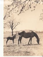 Pferde ca. 1950  Handabzug Gevaert