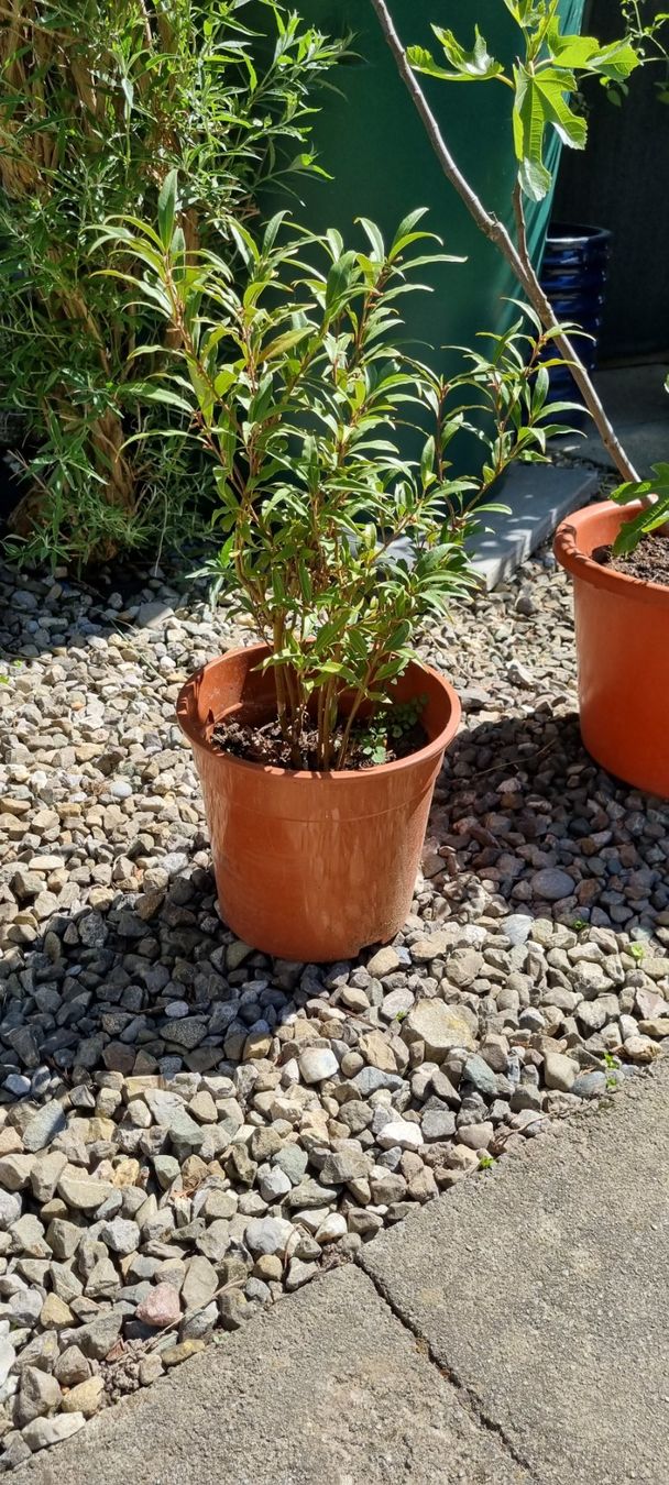 Piante & sementi: Sarcococca digyna im Topf, winterhart, für Garten oder Ba... – Usato da egliswil venduto da Maggy6 1