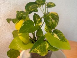 🌱 Zimmerpflanze in topf!