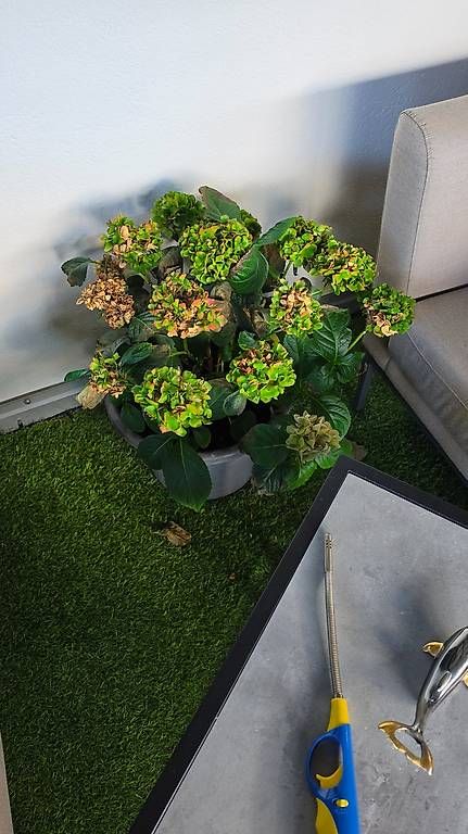 Plantes & graines: Pflanzen  – D'occasion à Wald ZH par Lodenzeus 4