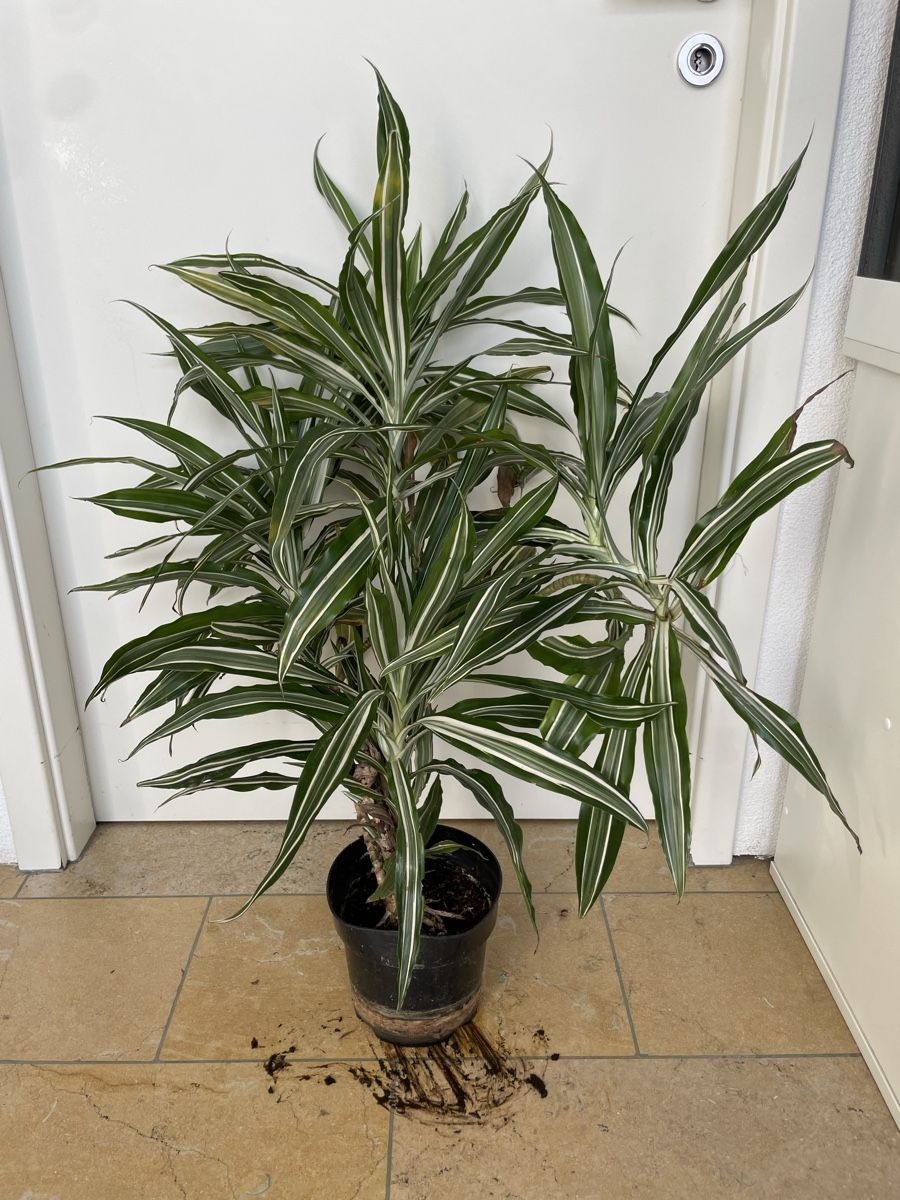 Plantes & graines: Drachen baum Dracacena reflexa albo variegata – D'occasion à Nidau par Beritundpan