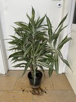 Drachen baum Dracacena reflexa albo variegata