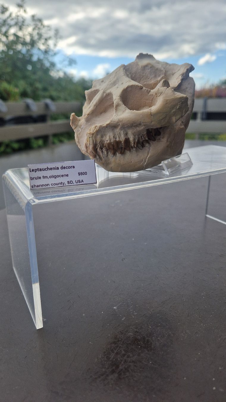 Fossilien: Fossiler Laptauchenia decora – Gebraucht aus Niederhasli von rehauge01 4