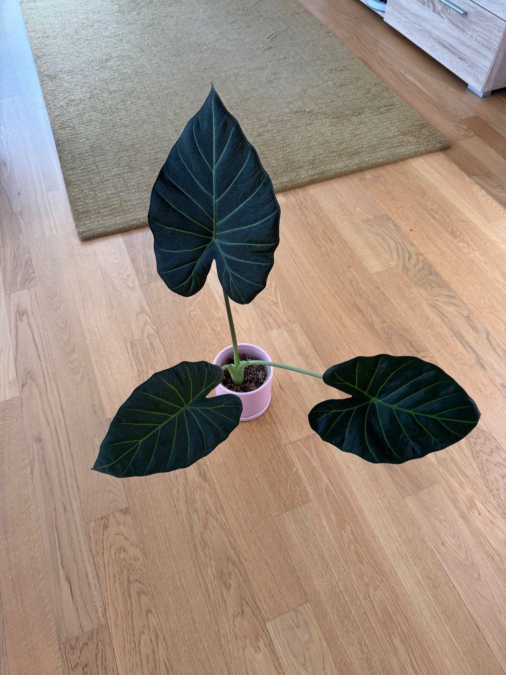 Piante & sementi: Alocasia Regal Shield Rhizom – Usato da Goldau venduto da pflanzly 2