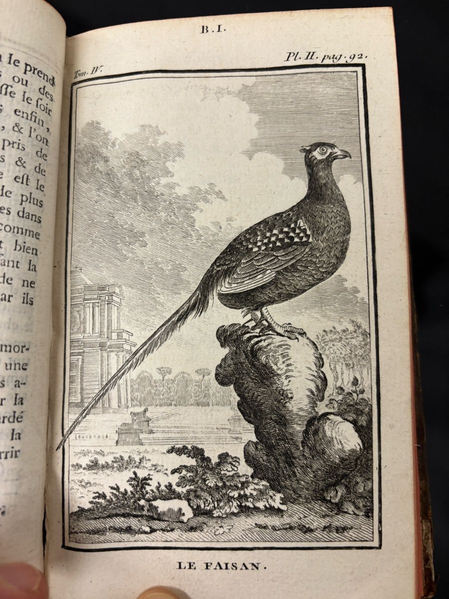 Libri: Histoire narurelle des oiseaux, Buffon, Band 4 – Usato da liebefeld venduto da RolandBern 3