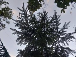 Sapin de Noël 
