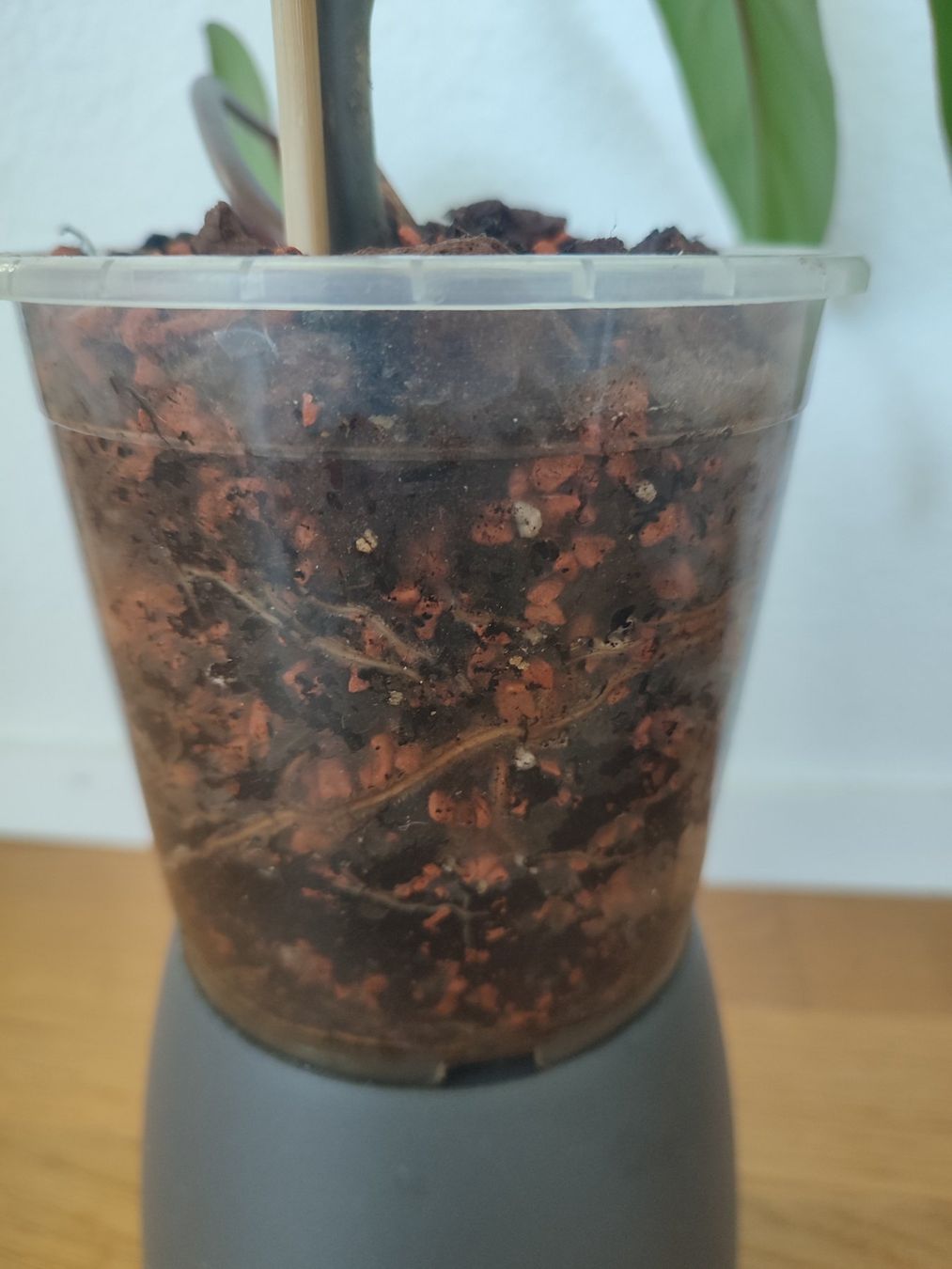 Pflanzen & Samen: Philodendron Painted Lady – Gebraucht aus Allschwil von VicSim1039 2