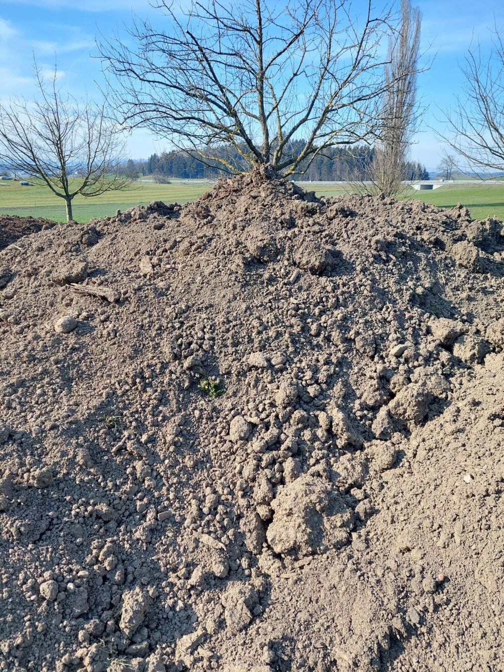 Piante & sementi: Humus Kulturerde Erde Landerde – Usato da Gossau SG venduto da Gardener