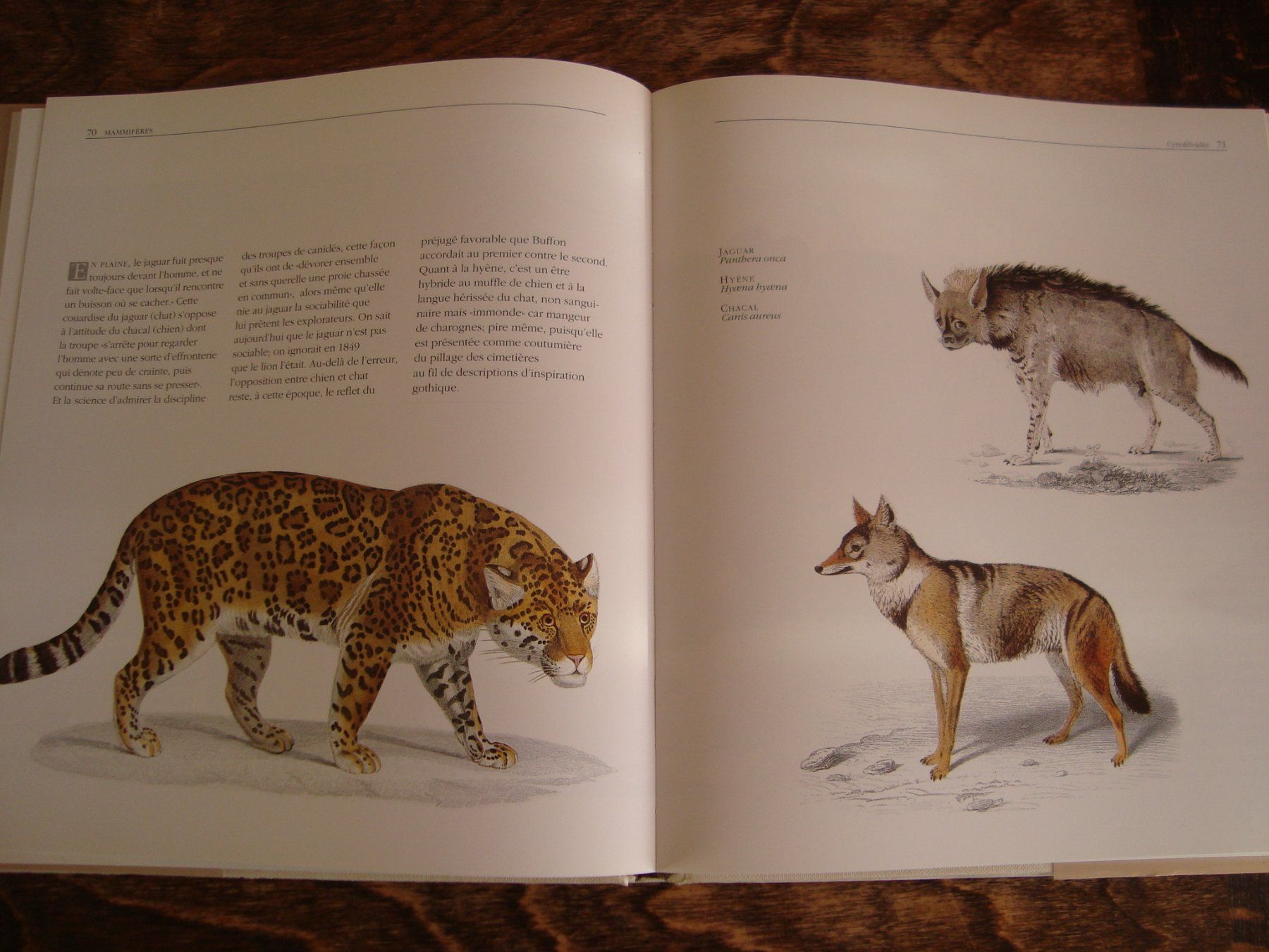 Libri: Les animaux vus par les grands maîtres – Nuovo (secondo la descrizione) da Fribourg venduto da ruswil007 1