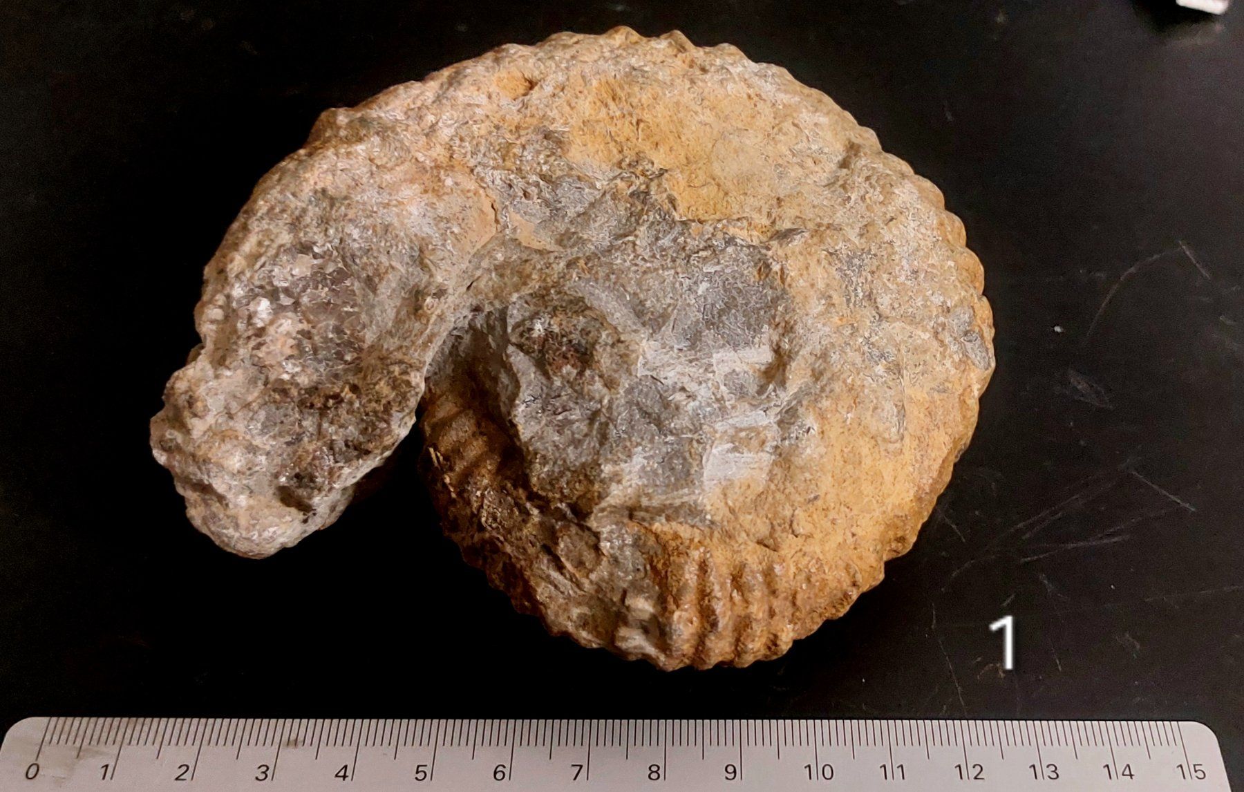 Fossili: schöner Ammonit aus Marokko – Usato da Thal venduto da wicko 1