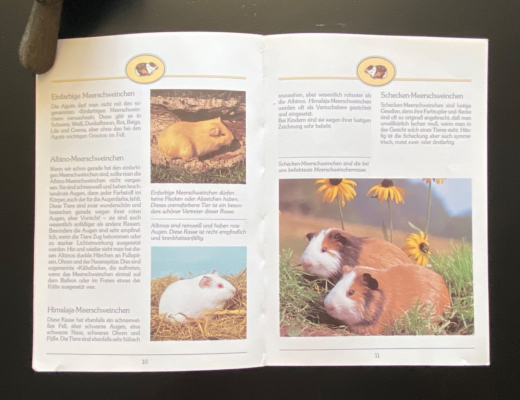 Bücher: Alles über Meerschweinchen – Gebraucht aus Nussbaumen AG von schuba2000 3