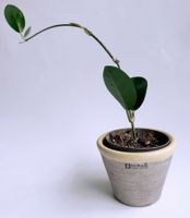 Hoya australis*****