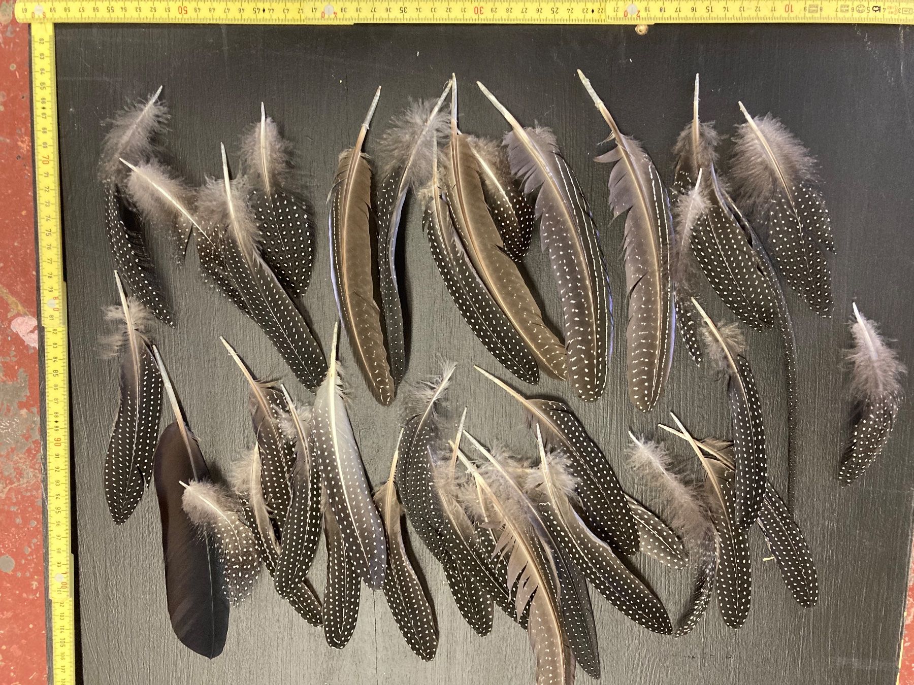 Il mondo degli animali: Geier-Perlhuhn Federn 2 – Difettoso da Grosswangen venduto da arum01
