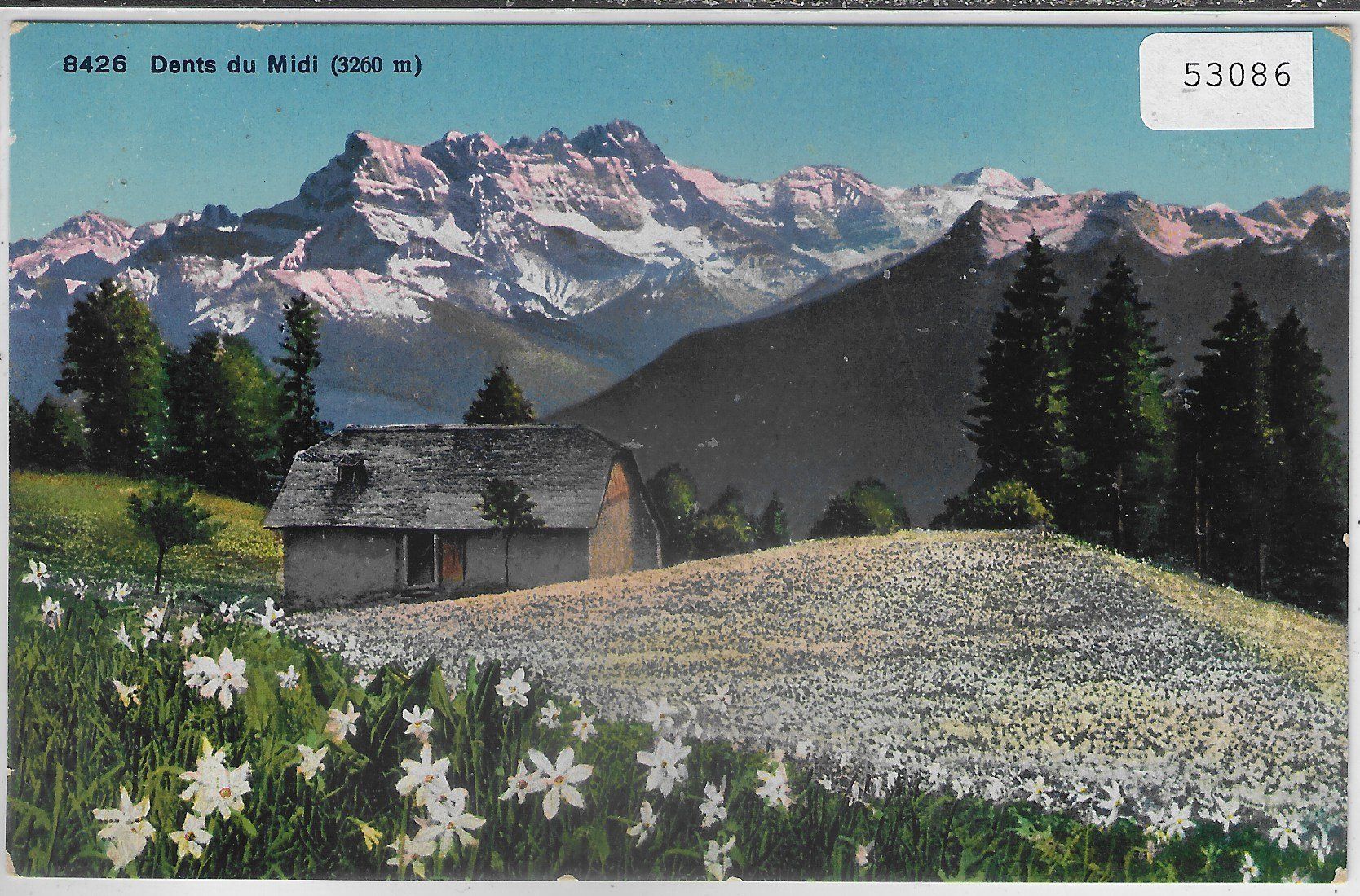 Cartoline postali: Dents du Midi im Frühling - Blumenfeld – Usato da Ettingen venduto da Kartenplanet