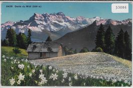 Dents du Midi im Frühling - Blumenfeld
