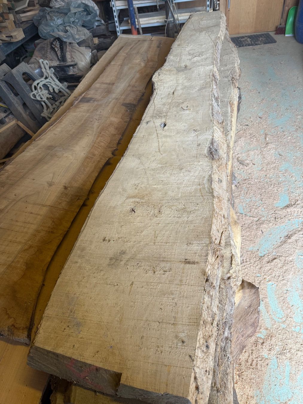 Articoli in legno: Flatterulme Bretter Stamm – Nuovo (secondo la descrizione) da Holziken venduto da Timbergrizzly 2