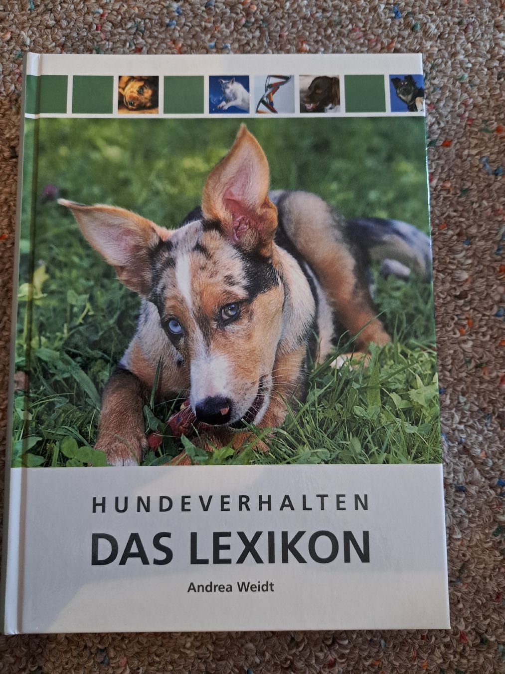 Libri: Lexikon Hundeverhalten. – Usato da magden venduto da cam_w2ff