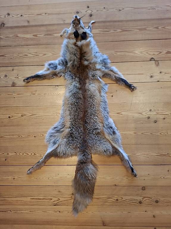 Il mondo degli animali: Schöne Fuchsfelle – Usato da Trimmis venduto da zaw_cz6b 1