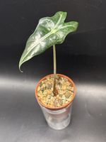 Alocasia Nobilis (1-1)