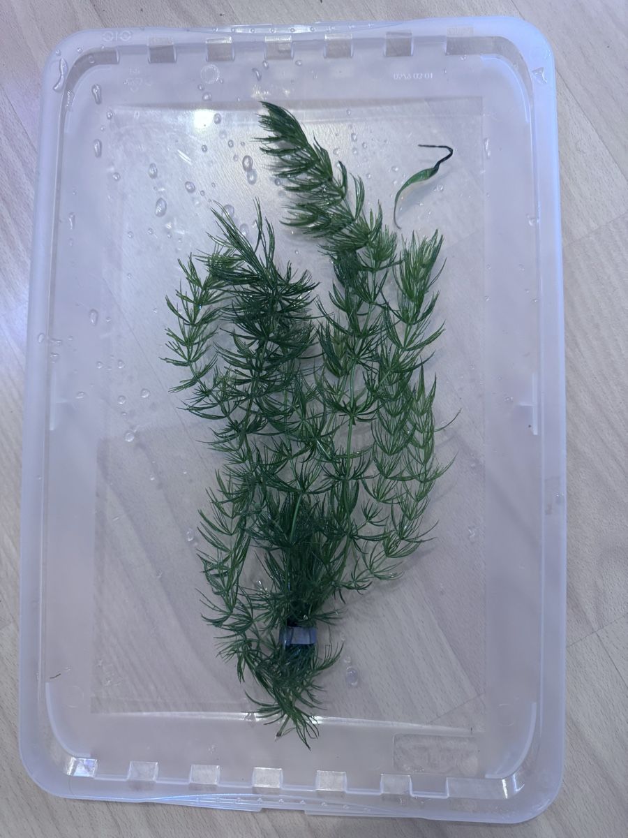 Piante & sementi: Hornkraut – Usato da Moosseedorf venduto da nicu006