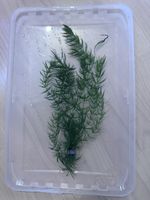 Hornkraut 
