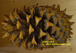 Riesen-Zapfen Nr.2, amerik.Nadelbaum 20cm! Dekoration