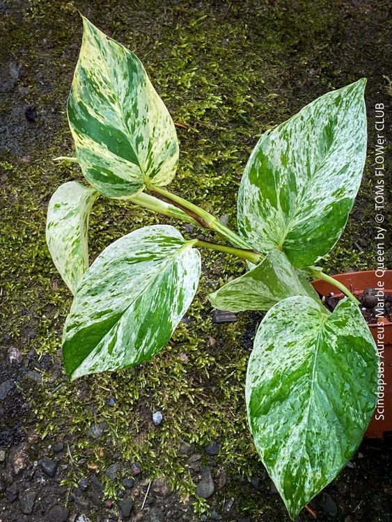 Scindapsus Aureus Marble Queen - hängende Ranke (Neu und ...