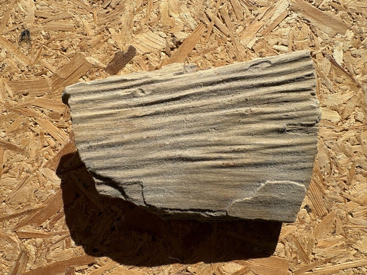 Fossili: Fossiles Holz – Usato da Biel/Bienne venduto da nimmes 2