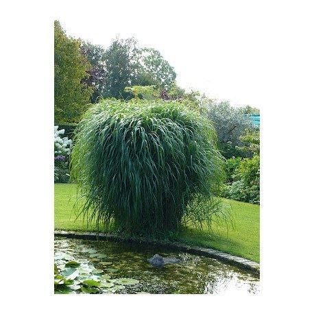 Piante & sementi: Miscanthus giganteus PLANT – Nuovo e nell'imballaggio originale da Bremblens venduto da FIBONACCI369 2