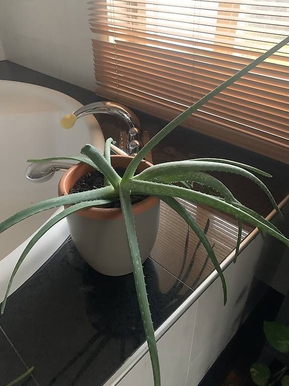 Plantes & graines: Aloe Vera Pflanzen  – D'occasion à Lütisburg Station par ilo_w8vk 3