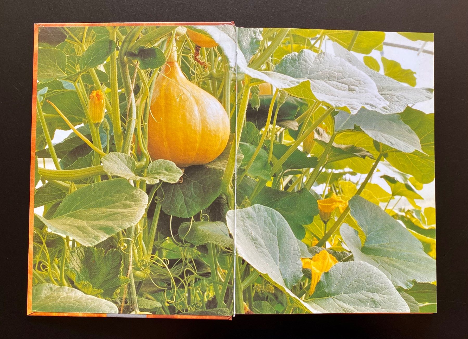 Libri: Das Kürbis-Kochbuch – Usato da Nussbaumen AG venduto da schuba2000 2
