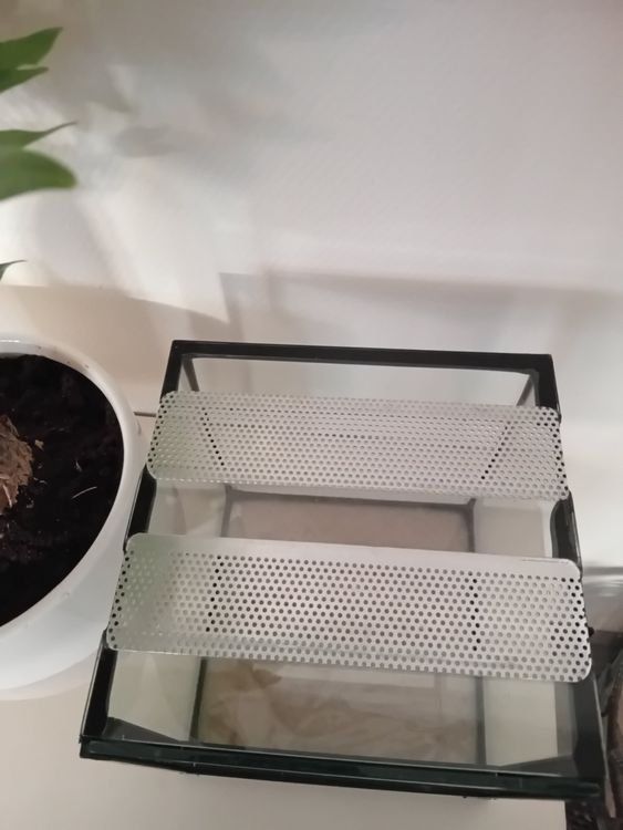 Terrarium: Terrarium, 4 Stück – Gebraucht aus Schüpfheim von lestat04 3