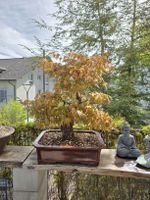 Bonsai "Arakawa" Ahorn