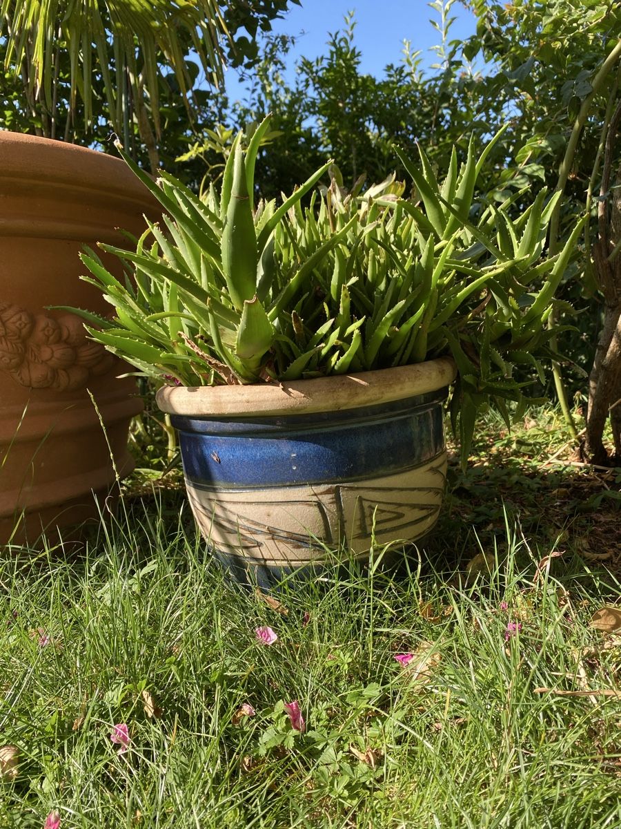 Pflanzen & Samen: Aloe Vera mit schönem Keramiktopf – Gebraucht aus Hünenberg von a.u.849 1
