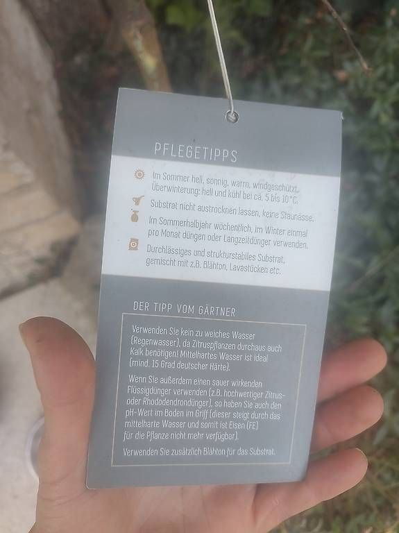 Piante & sementi: Clementine baum – Nuovo e nell'imballaggio originale da Hofstetten ZH venduto da Gischis 2