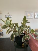Gummibaum Ficus elastica bunt
