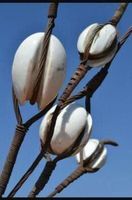 6 Anciens Isolateurs en Porcelaine