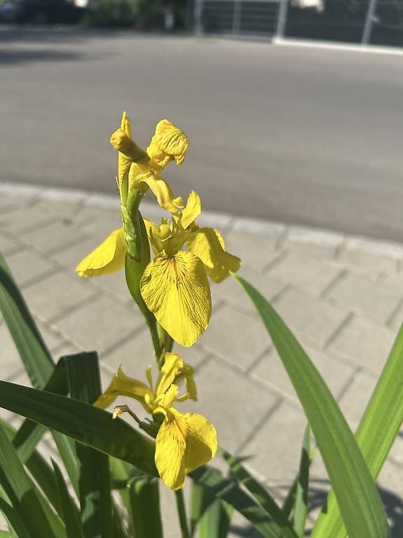 Ciotole: 3 Blumen in der Schale  – Usato da Frauenfeld venduto da Irene.Schuppli 2