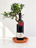 Ficus Bonsai in Weinflasche mit Untersetzer