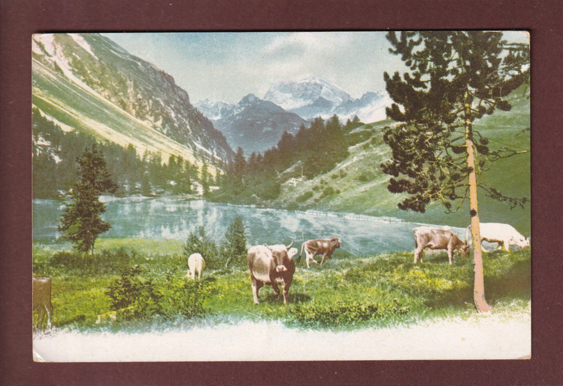 Cartes postales: Berglanschaft mit KÜHE – D'occasion à Pully par nicecards