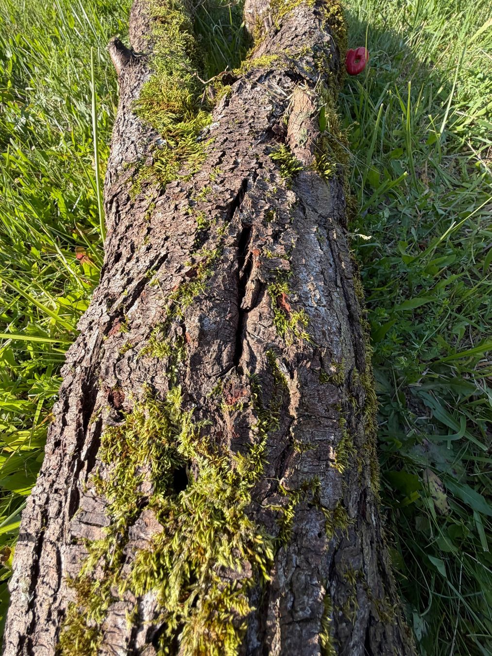 Articoli in legno: Holzstamm Zwetschgen verwittert – Usato da Huttwil venduto da Burk3 7