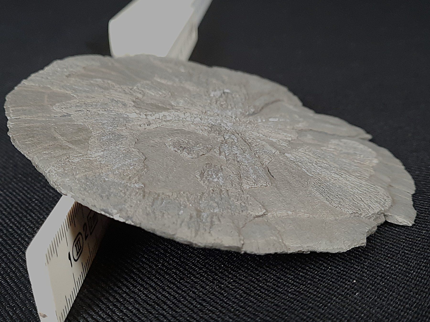Mineralien & Heilsteine: Pyrit Sonne – Gebraucht aus Beinwil am See von Restwert_Beinwil 4